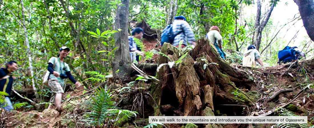 We will walk to the mountains and introduce you to the unique nature of Chichijima, the mainland of Japan's World heritage Ogasawara Islands.