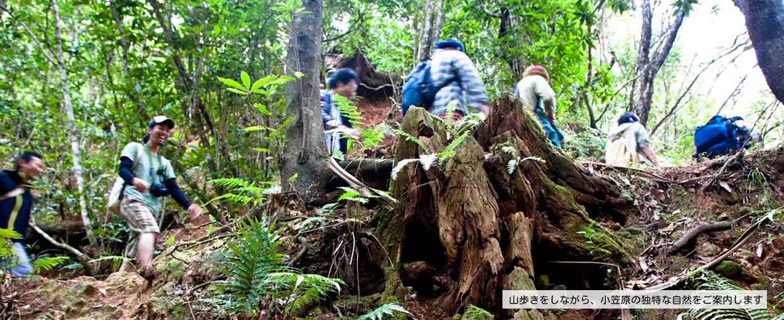 山歩きをしながら、小笠原の独特な自然をご紹介します