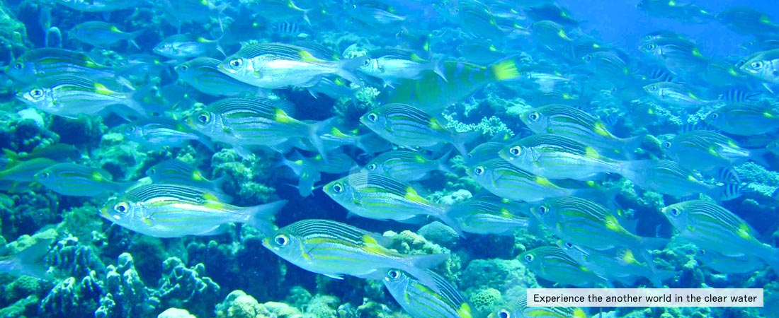 Experience the another world in the clear water of Bonin Islands, Ogasawara.