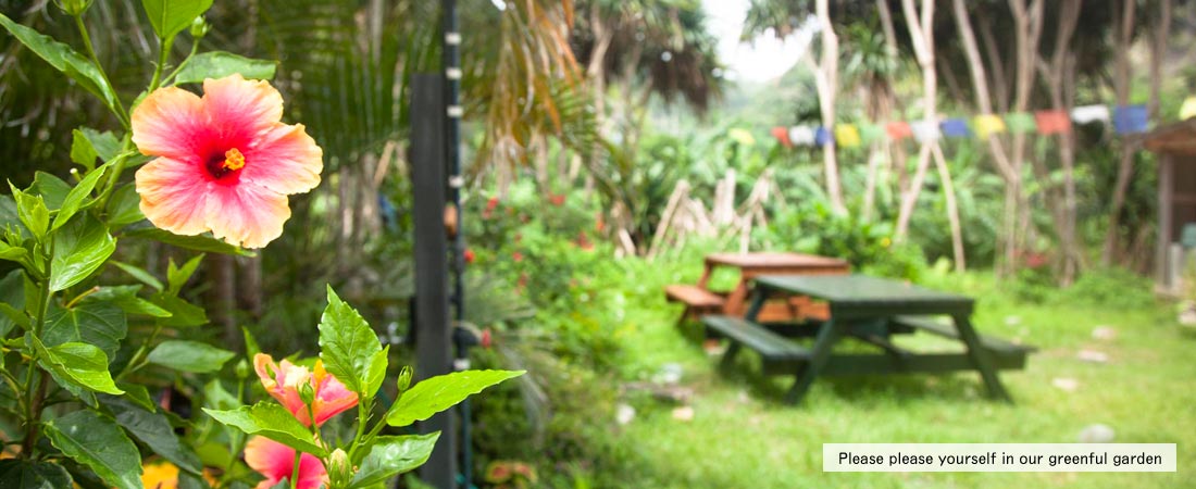 Relax yourself in our garden, gaze into hibiscus flowers and palm trees.