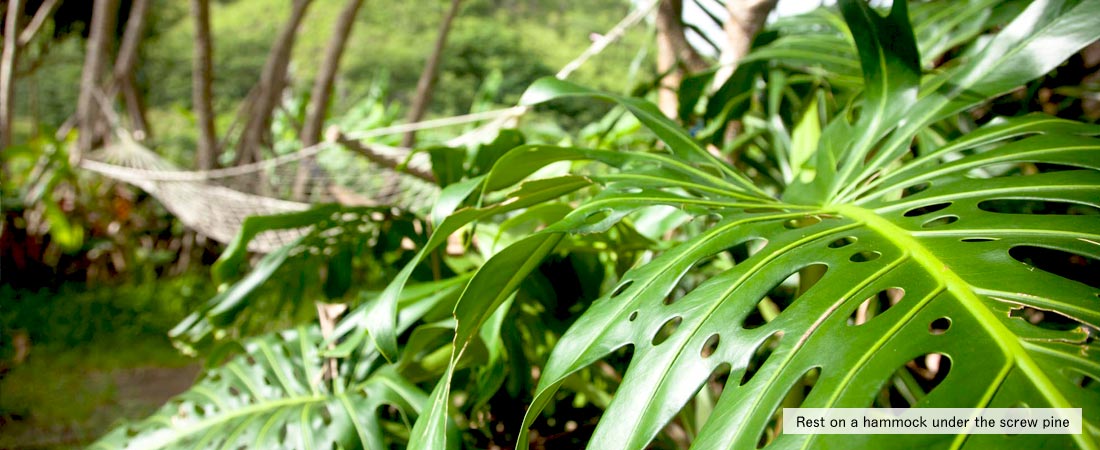 Rest on a hammock under the screw pine.